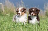 BERGER AUSTRALIEN PUPPIES 092
